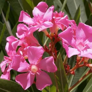 Pink Oleander Live Plant - Tropical Shrub, 4-6 Inch Tall - Image 7