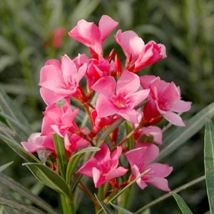 Pink Oleander Live Plant - Tropical Shrub, 4-6 Inch Tall - Image 1