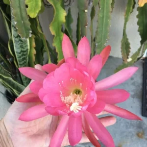 Pink Orchid Cactus Live Plant – 12-inch Height – 4-inch Pot – Indoor & Outdoor - Image 2