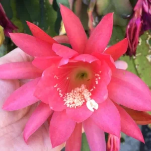 Pink Orchid Cactus Live Plant – 12-inch Height – 4-inch Pot – Indoor & Outdoor - Image 3
