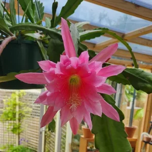 Pink Orchid Cactus Live Plant – 12-inch Height – 4-inch Pot – Indoor & Outdoor - Image 4