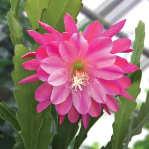 Pink Orchid Cactus Live Plant – 12-inch Height – 4-inch Pot – Indoor & Outdoor - Image 6