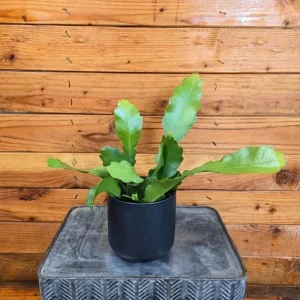 Pink Orchid Cactus Live Plant – 12-inch Height – 4-inch Pot – Indoor & Outdoor - Image 7