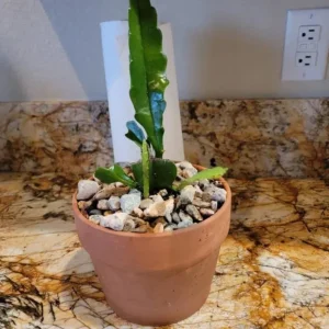 Pink Orchid Cactus Live Plant – 12-inch Height – 4-inch Pot – Indoor & Outdoor - Image 8