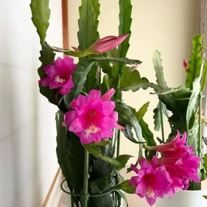 Pink Orchid Cactus Live Plant – 12-inch Height – 4-inch Pot – Indoor & Outdoor - Image 9