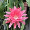 Pink Orchid Cactus Live Plant – 12-inch Height – 4-inch Pot – Indoor & Outdoor - Image 1