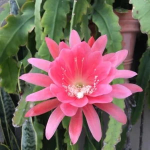 Pink Orchid Cactus Live Plant – 12-inch Height – 4-inch Pot – Indoor & Outdoor - Image 1