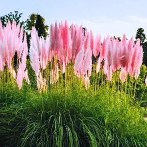 Pink Pampas Grass Live Plant, 4-6 Inch Tall, Drought Tolerant Ornamental - Image 2