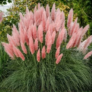 Pink Pampas Grass Live Plant, 4-6 Inch Tall, Drought Tolerant Ornamental - Image 3