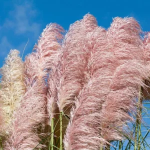 Pink Pampas Grass Live Plant, 4-6 Inch Tall, Drought Tolerant Ornamental - Image 4