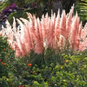 Pink Pampas Grass Live Plant, 4-6 Inch Tall, Drought Tolerant Ornamental - Image 5