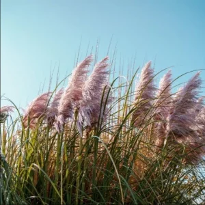 Pink Pampas Grass Live Plant, 4-6 Inch Tall, Drought Tolerant Ornamental - Image 6