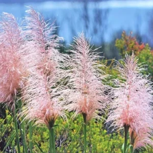 Pink Pampas Grass Live Plant, 4-6 Inch Tall, Drought Tolerant Ornamental - Image 7