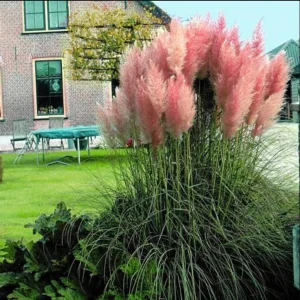Pink Pampas Grass Live Plant, 4-6 Inch Tall, Drought Tolerant Ornamental - Image 8