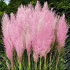 Pink Pampas Grass Live Plant, 4-6 Inch Tall, Drought Tolerant Ornamental - Image 1