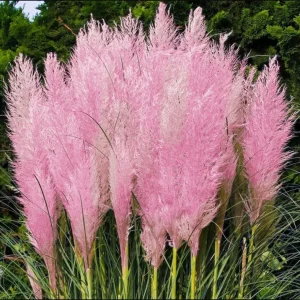 Pink Pampas Grass Live Plant, 4-6 Inch Tall, Drought Tolerant Ornamental - Image 1