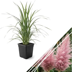 Pink Pampas Grass Live Plant, 4-6 Inch Tall, Drought Tolerant Ornamental - Image 9