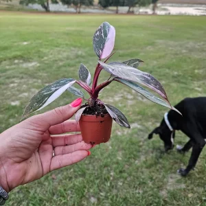 Pink Princess Galaxy Philodendron Live Plant - Variegated Houseplant - 2 Inch Pot - Image 2