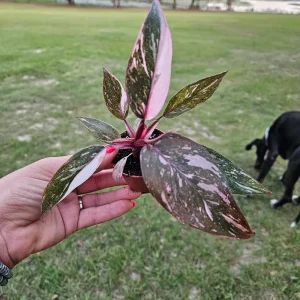 Pink Princess Galaxy Philodendron Live Plant - Variegated Houseplant - 2 Inch Pot - Image 3