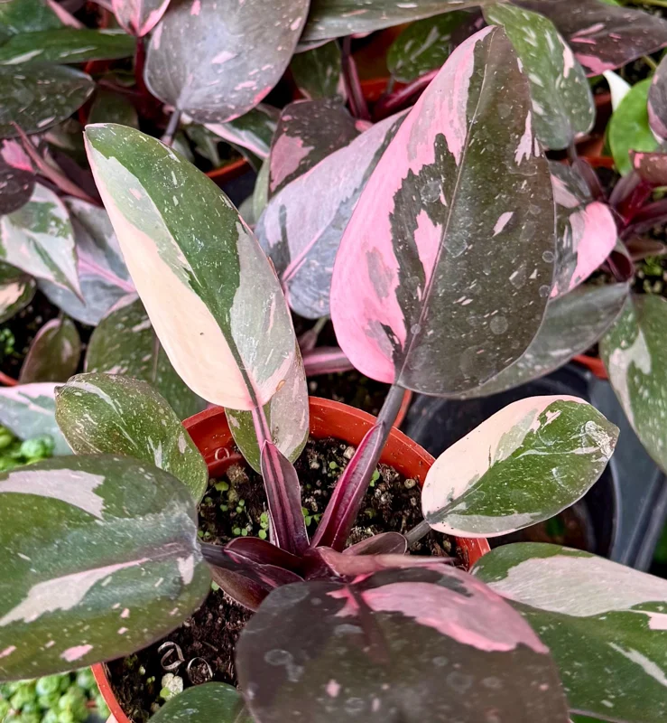Pink Princess Philodendron Live Plant - 4 Inch Pot, Variegated Tropical Houseplant - Image 2