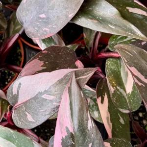 Pink Princess Philodendron Live Plant - 4 Inch Pot, Variegated Tropical Houseplant - Image 3