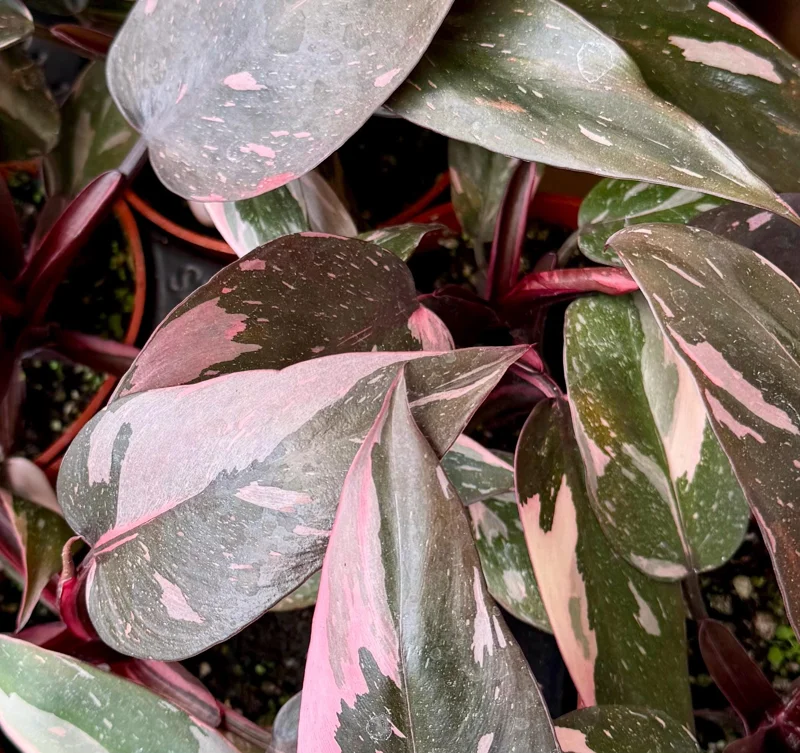 Pink Princess Philodendron Live Plant - 4 Inch Pot, Variegated Tropical Houseplant - Image 3