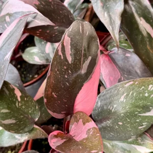 Pink Princess Philodendron Live Plant - 4 Inch Pot, Variegated Tropical Houseplant - Image 4