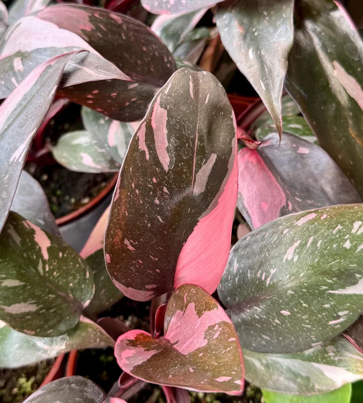 Pink Princess Philodendron Live Plant - 4 Inch Pot, Variegated Tropical Houseplant - Image 4