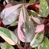 Pink Princess Philodendron Live Plant - 4 Inch Pot, Variegated Tropical Houseplant - Image 1