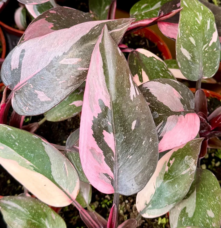 Pink Princess Philodendron Live Plant - 4 Inch Pot, Variegated Tropical Houseplant - Image 1