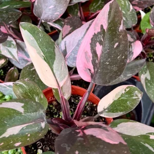 Pink Princess Philodendron Live Plant in 4 Inch Pot - Variegated Tropical Houseplant - Image 2