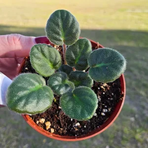 Pink Purple African Violet Live Plant - 4 Inch Pot - Indoor Houseplant - Image 2