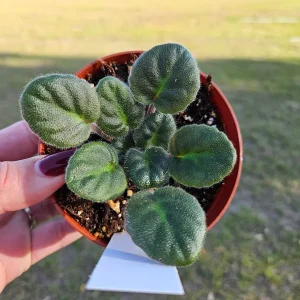 Pink Purple African Violet Live Plant - 4 Inch Pot - Indoor Houseplant - Image 3