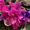 Pink Purple African Violet Live Plant - 4 Inch Pot - Indoor Houseplant - Image 1