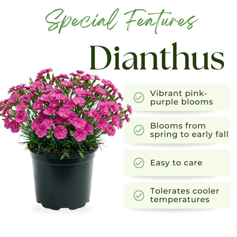 Pink Purple Dianthus Live Plant – 4-8 Inch Tall Perennial Flowers for Indoor & Outdoor - Image 2