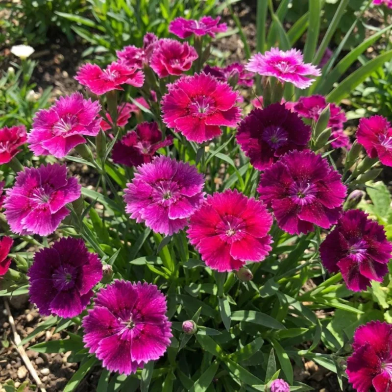 Pink Purple Dianthus Live Plant – 4-8 Inch Tall Perennial Flowers for Indoor & Outdoor - Image 3