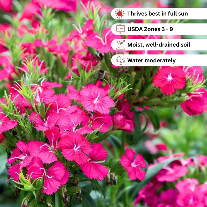Pink Purple Dianthus Live Plant – 4-8 Inch Tall Perennial Flowers for Indoor & Outdoor - Image 5