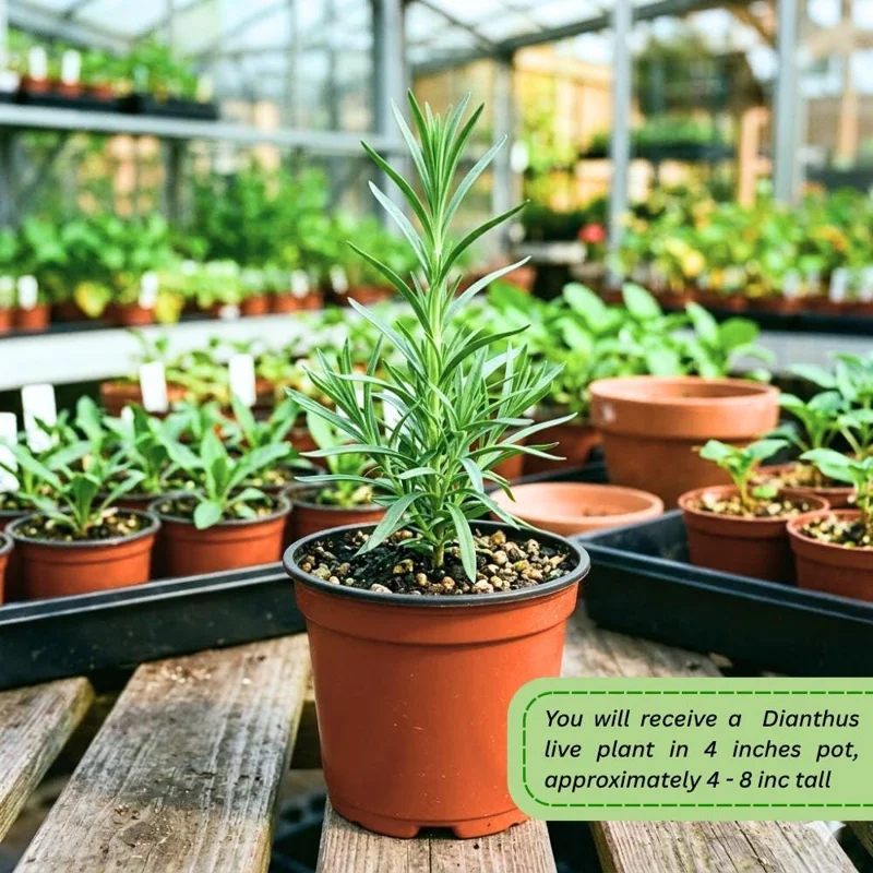 Pink Purple Dianthus Live Plant – 4-8 Inch Tall Perennial Flowers for Indoor & Outdoor - Image 6