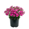 Pink Purple Dianthus Live Plant – 4-8 Inch Tall Perennial Flowers for Indoor & Outdoor - Image 1