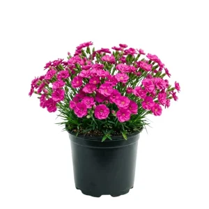 Pink Purple Dianthus Live Plant – 4-8 Inch Tall Perennial Flowers for Indoor & Outdoor - Image 1