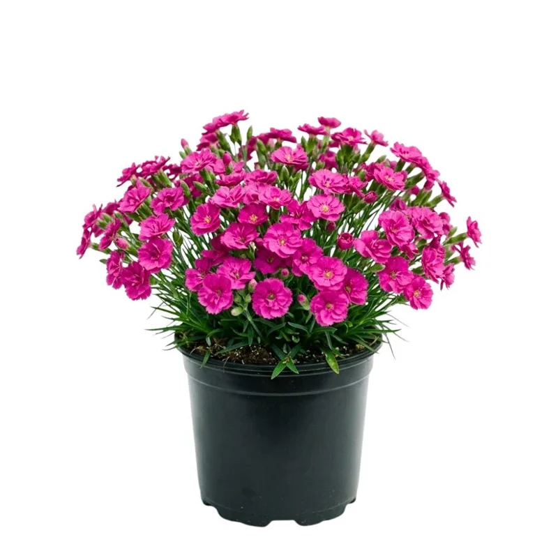 Pink Purple Dianthus Live Plant – 4-8 Inch Tall Perennial Flowers for Indoor & Outdoor - Image 1