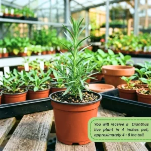 Pink Red Dianthus Live Plant – 4-8 Inch Perennial Flowers for Indoor Outdoor Growing - Image 3