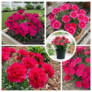 Pink Red Dianthus Live Plant – 4-8 Inch Perennial Flowers for Indoor Outdoor Growing - Image 5