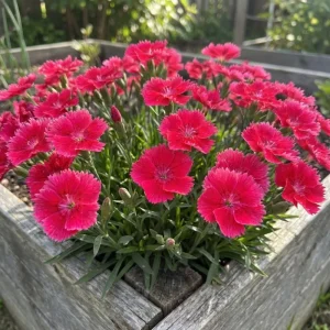 Pink Red Dianthus Live Plant – 4-8 Inch Perennial Flowers for Indoor Outdoor Growing - Image 6