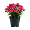 Pink Red Dianthus Live Plant – 4-8 Inch Perennial Flowers for Indoor Outdoor Growing - Image 1