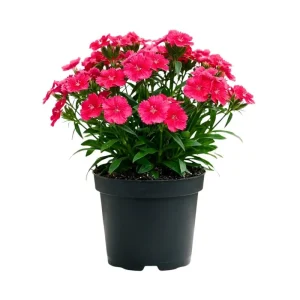 Pink Red Dianthus Live Plant – 4-8 Inch Perennial Flowers for Indoor Outdoor Growing - Image 1