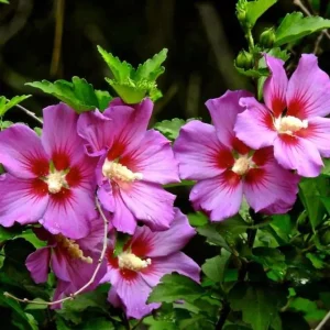 Pink Rose of Sharon Live Plant - Hardy Althea Shrub, 2 Bare Roots 6-12 Inches Tall, Outdoor Flowering Hibiscus - Image 2