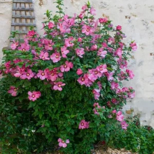Pink Rose of Sharon Live Plant - Hardy Althea Shrub, 2 Bare Roots 6-12 Inches Tall, Outdoor Flowering Hibiscus - Image 3