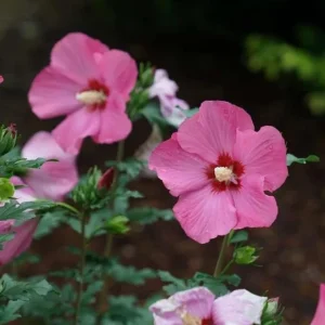 Pink Rose of Sharon Live Plant - Hardy Althea Shrub, 2 Bare Roots 6-12 Inches Tall, Outdoor Flowering Hibiscus - Image 4