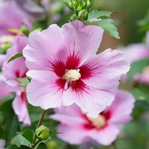 Pink Rose of Sharon Live Plant - Hardy Althea Shrub, 2 Bare Roots 6-12 Inches Tall, Outdoor Flowering Hibiscus - Image 5